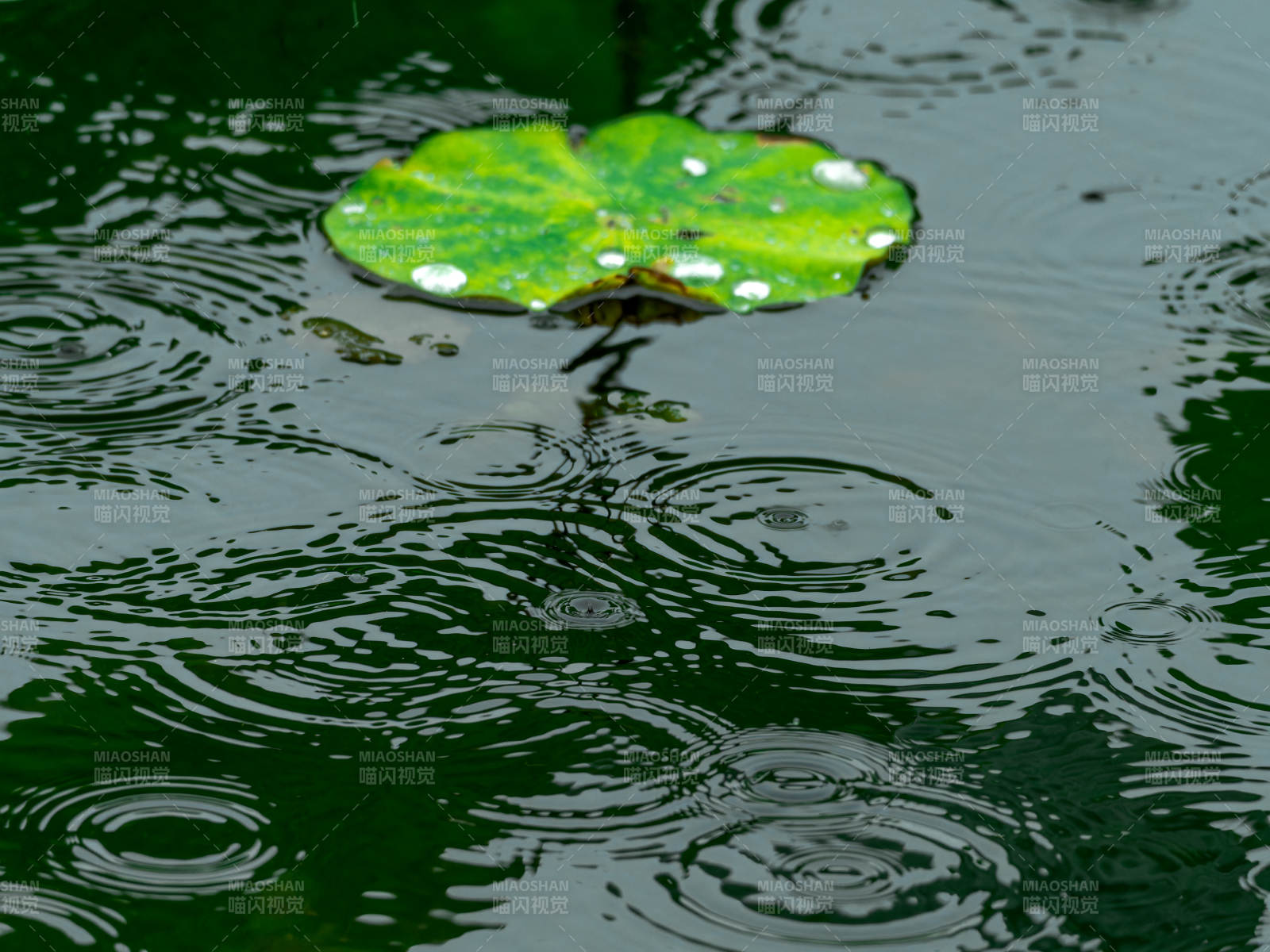 雨滴荷葉漣漪