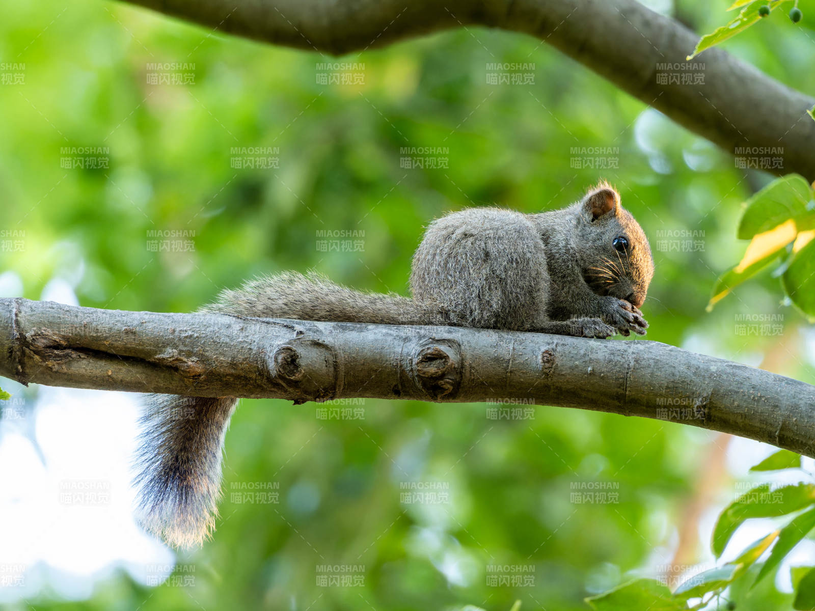 松鼠棲息枝頭