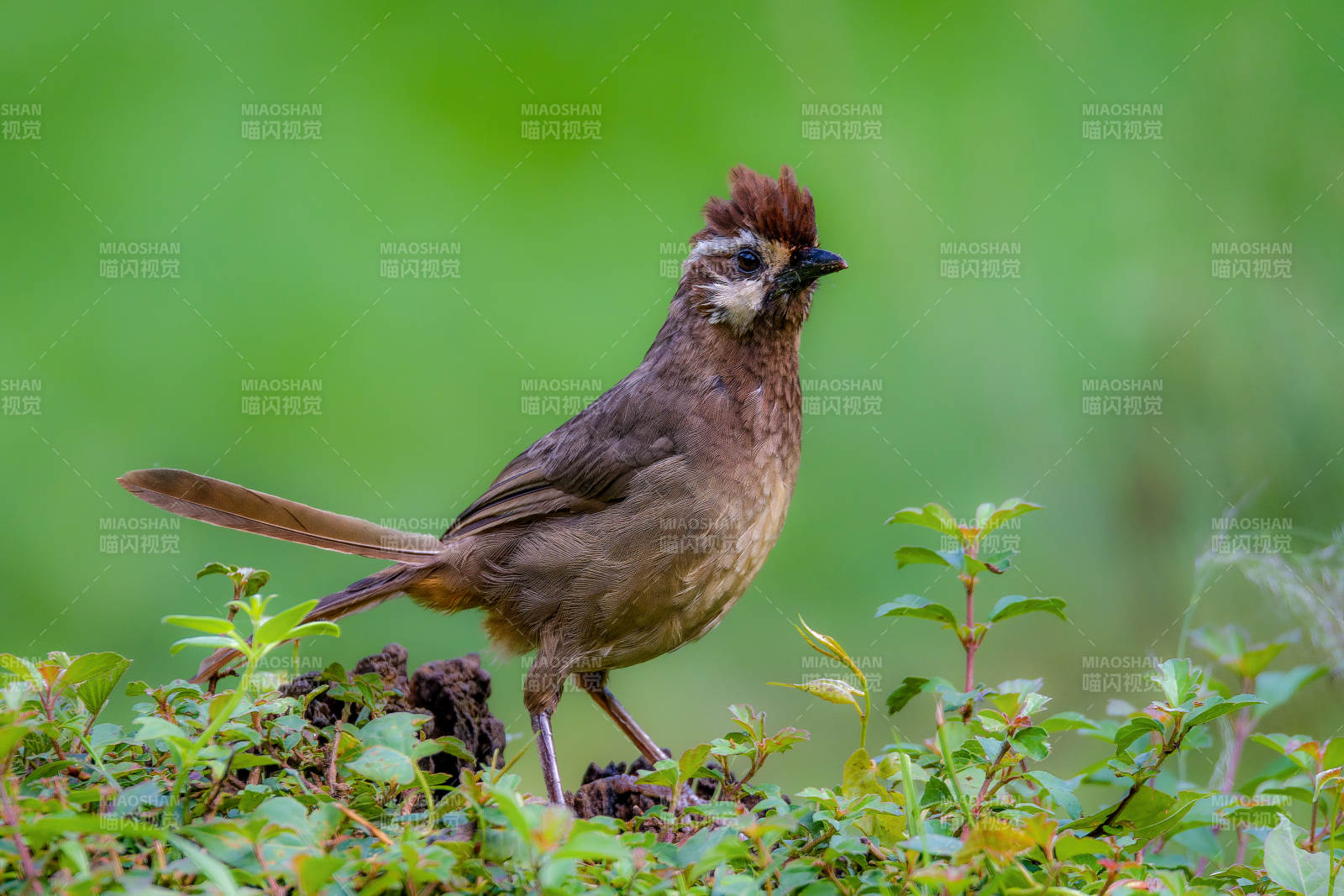 棕頭鳥棲綠植間