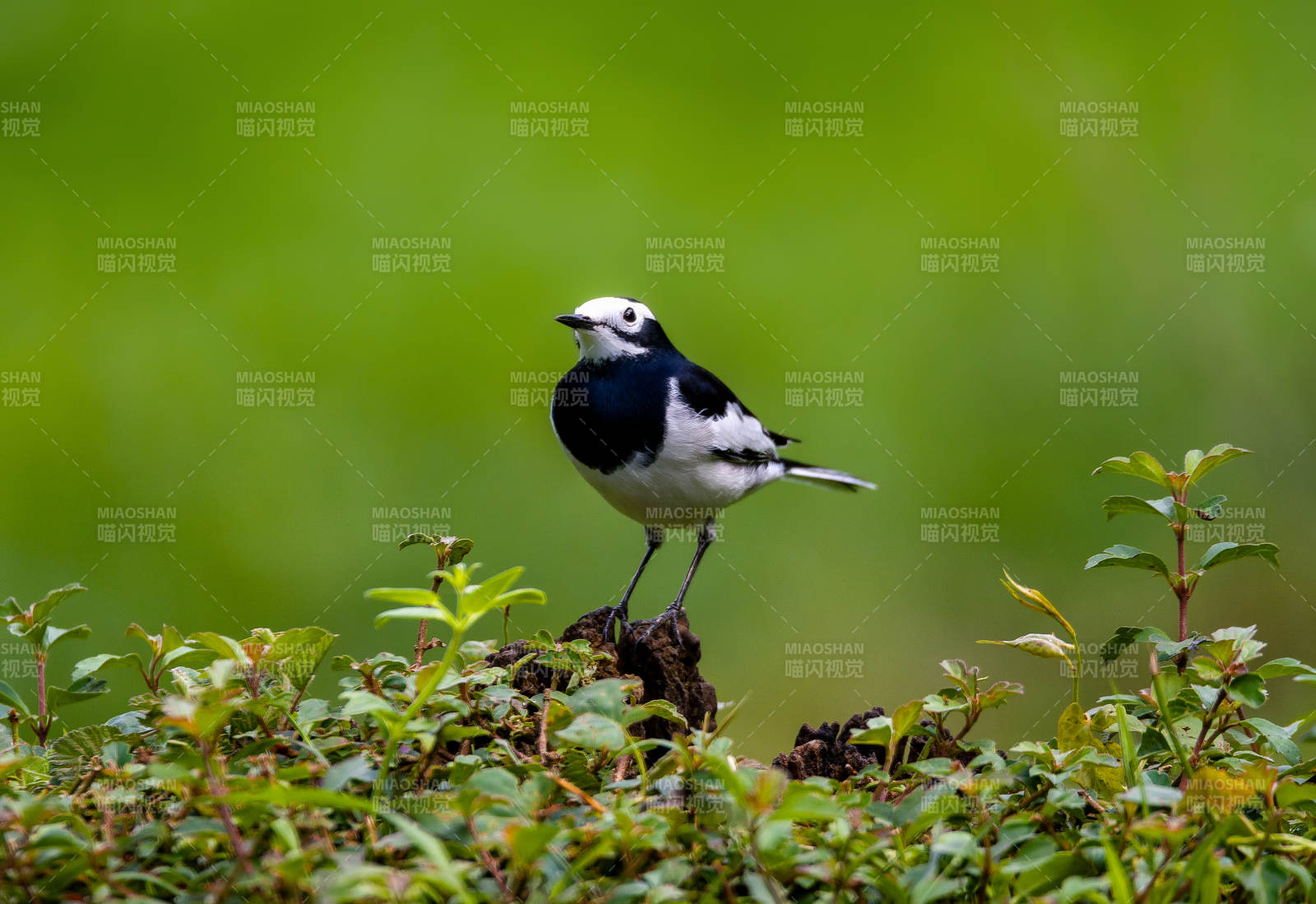 白鹡鸰棲息綠植上