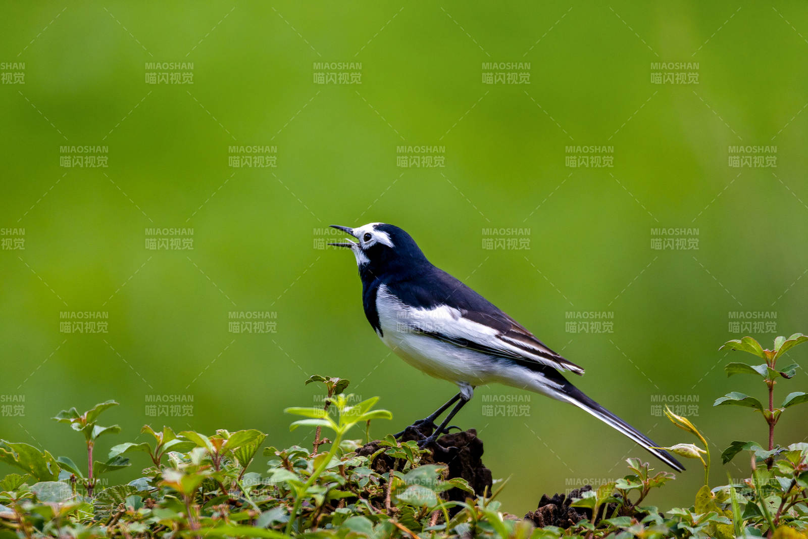 白鹡鸰鳴叫