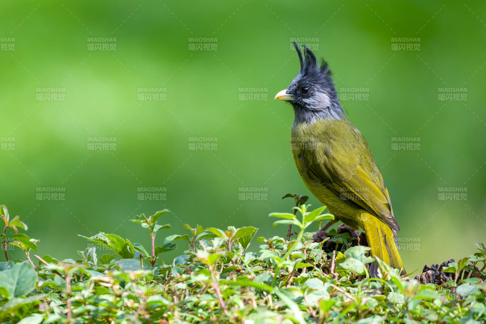 鳳頭雀嘴鵯棲枝頭