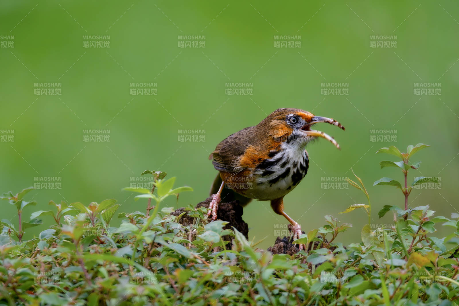 斑胸鉤嘴鹛捕蟲瞬間