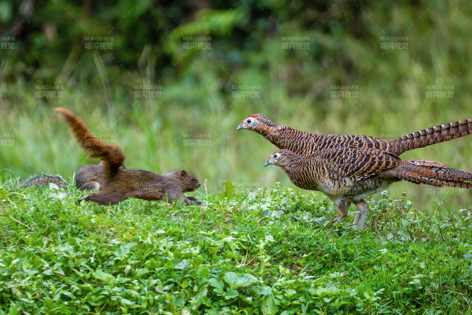 野雞與松鼠共舞