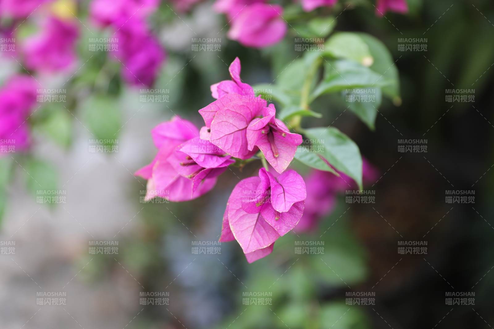 三角梅綻放 綠葉相伴