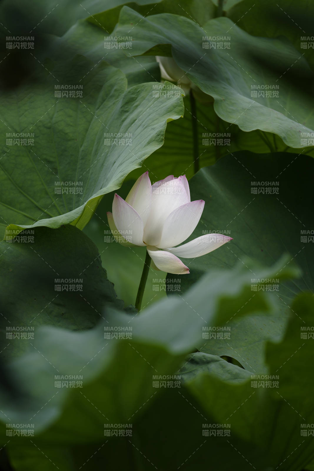 蓮葉間白蓮綻放