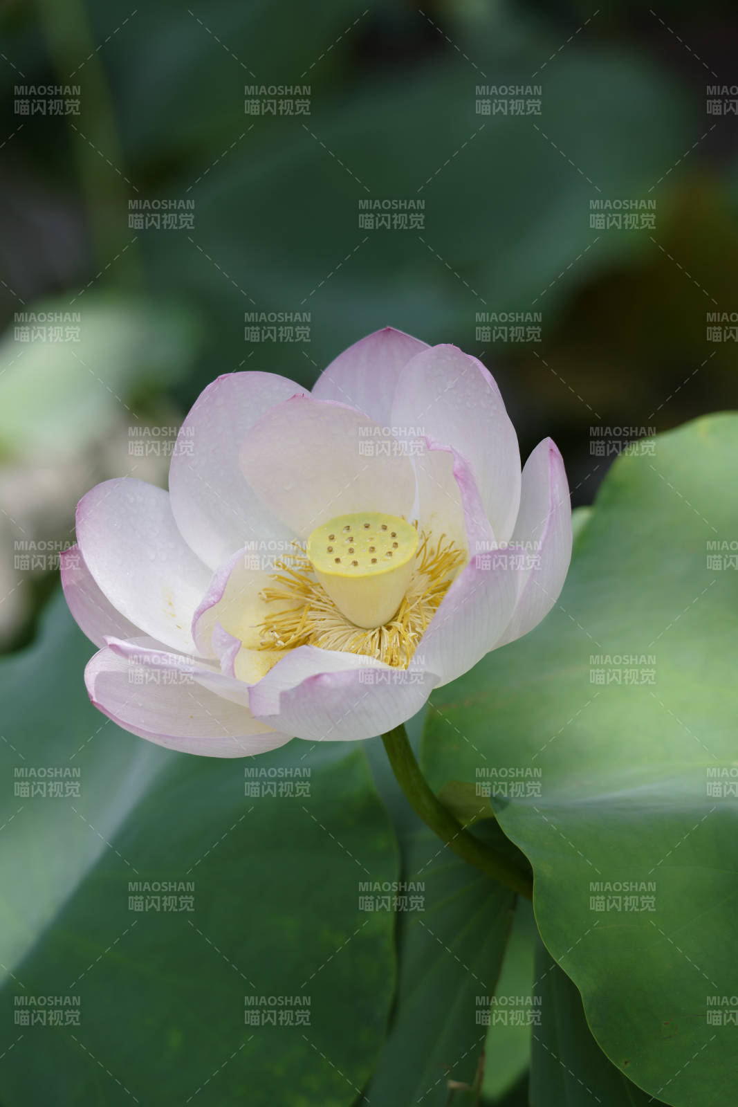 蓮花綻放 清新雅致