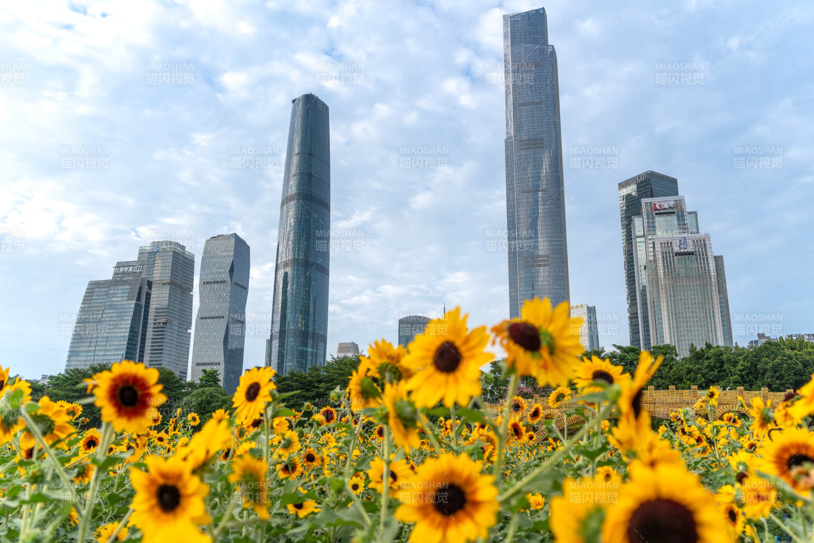 廣州港珠江新城下的向日葵花海
