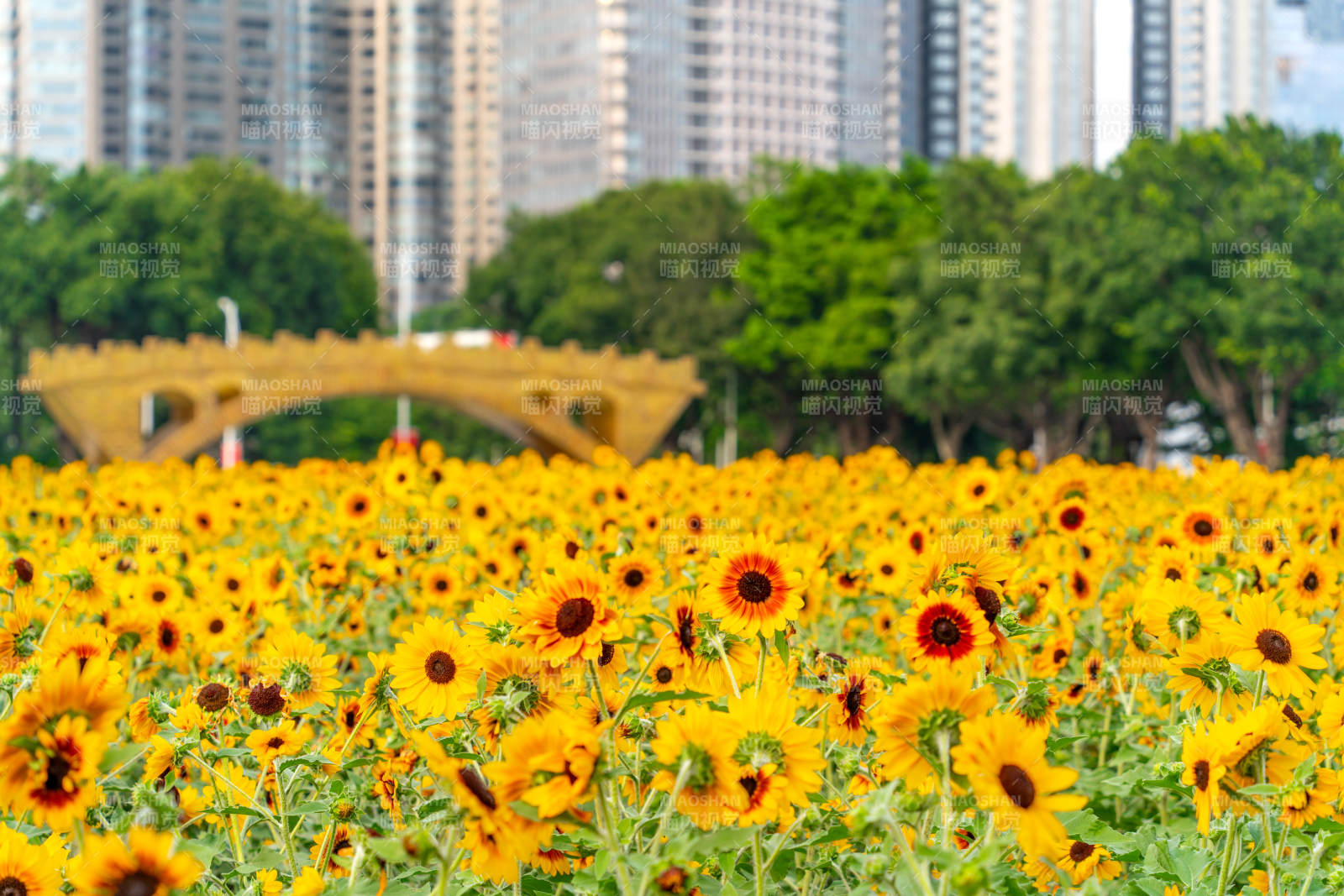 向日葵花海綻放