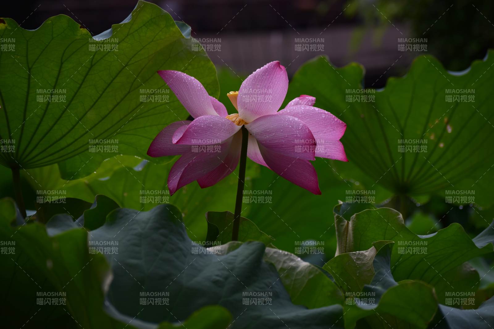 粉蓮綻放綠葉間