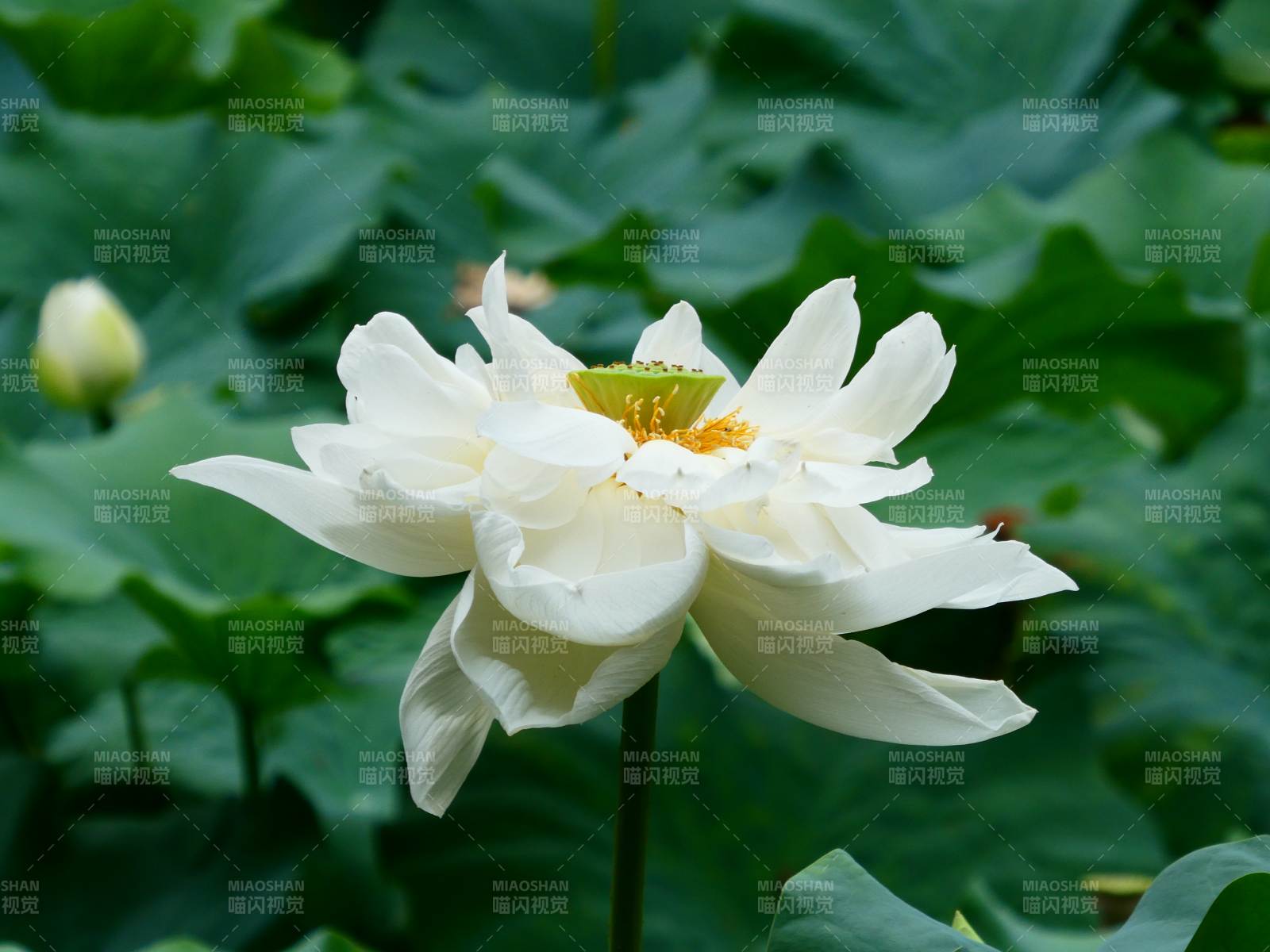 白蓮綻放綠葉間