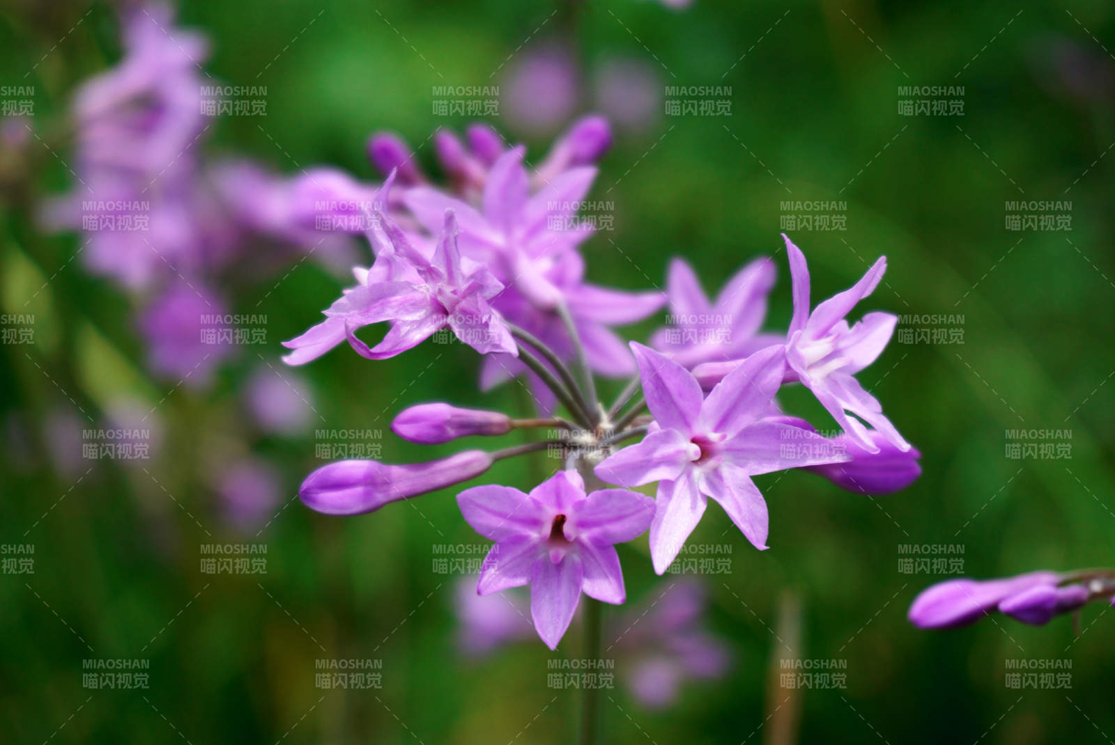 紫嬌花綻放 春意盎然