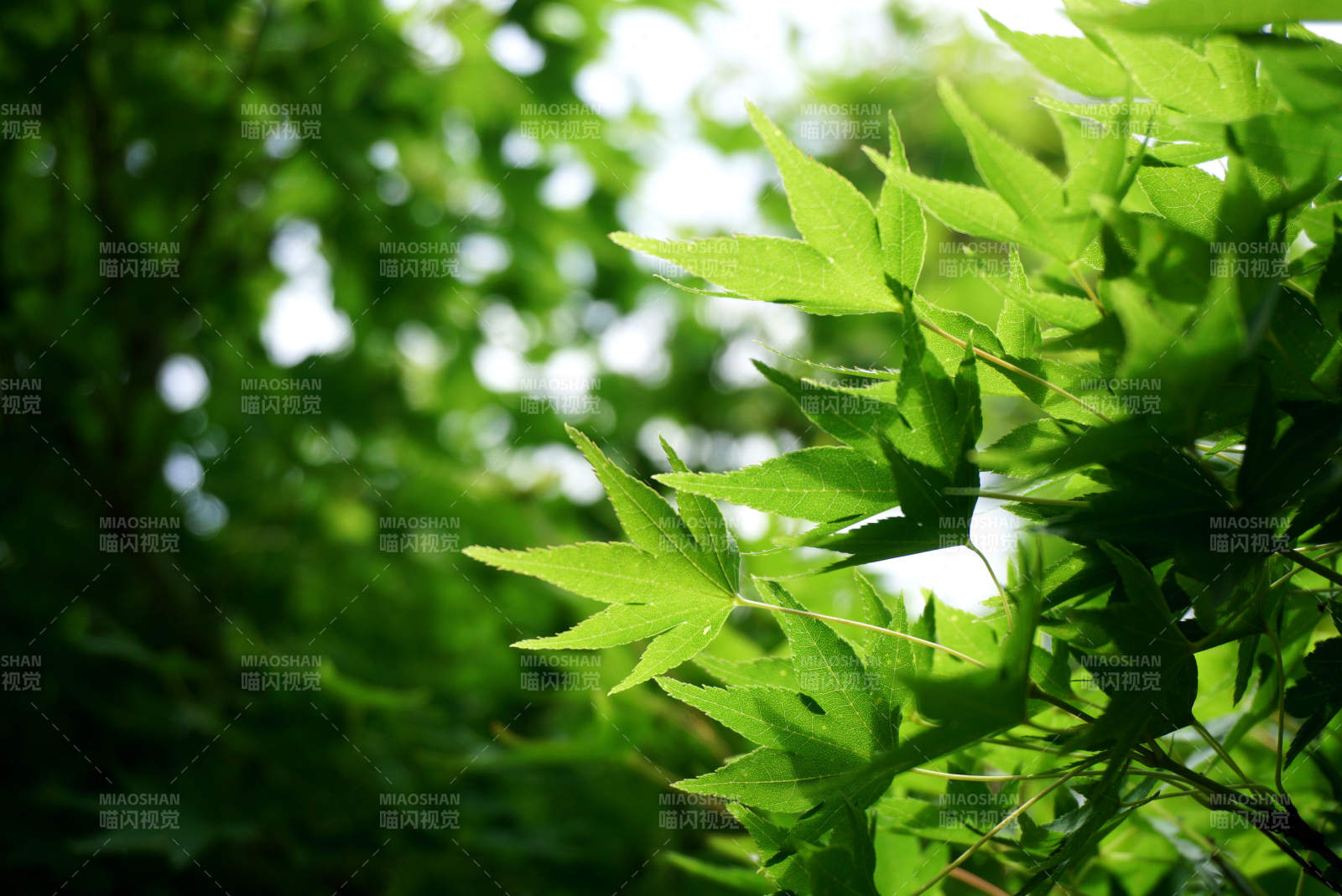 綠葉映光