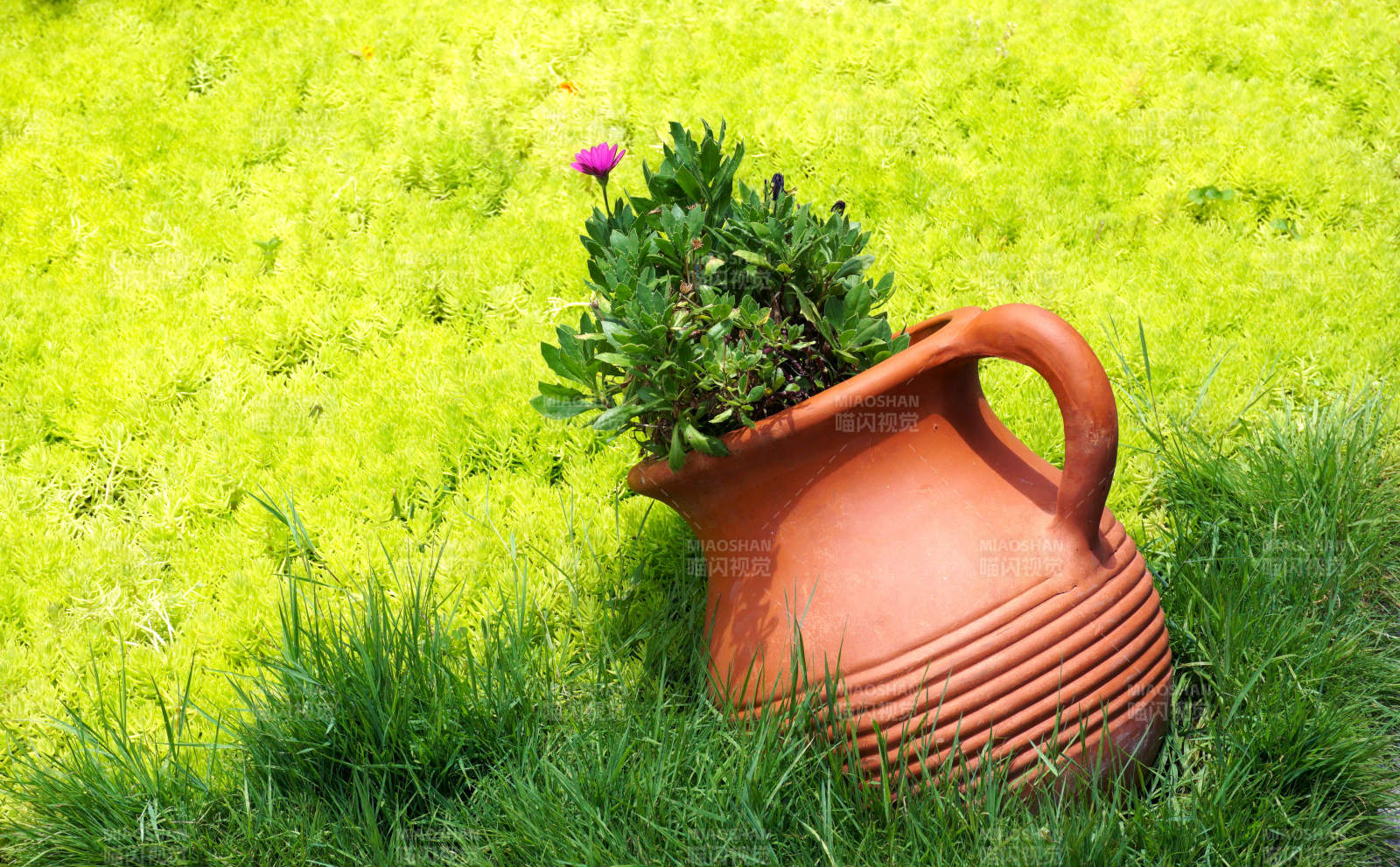 陶罐花植綠草地