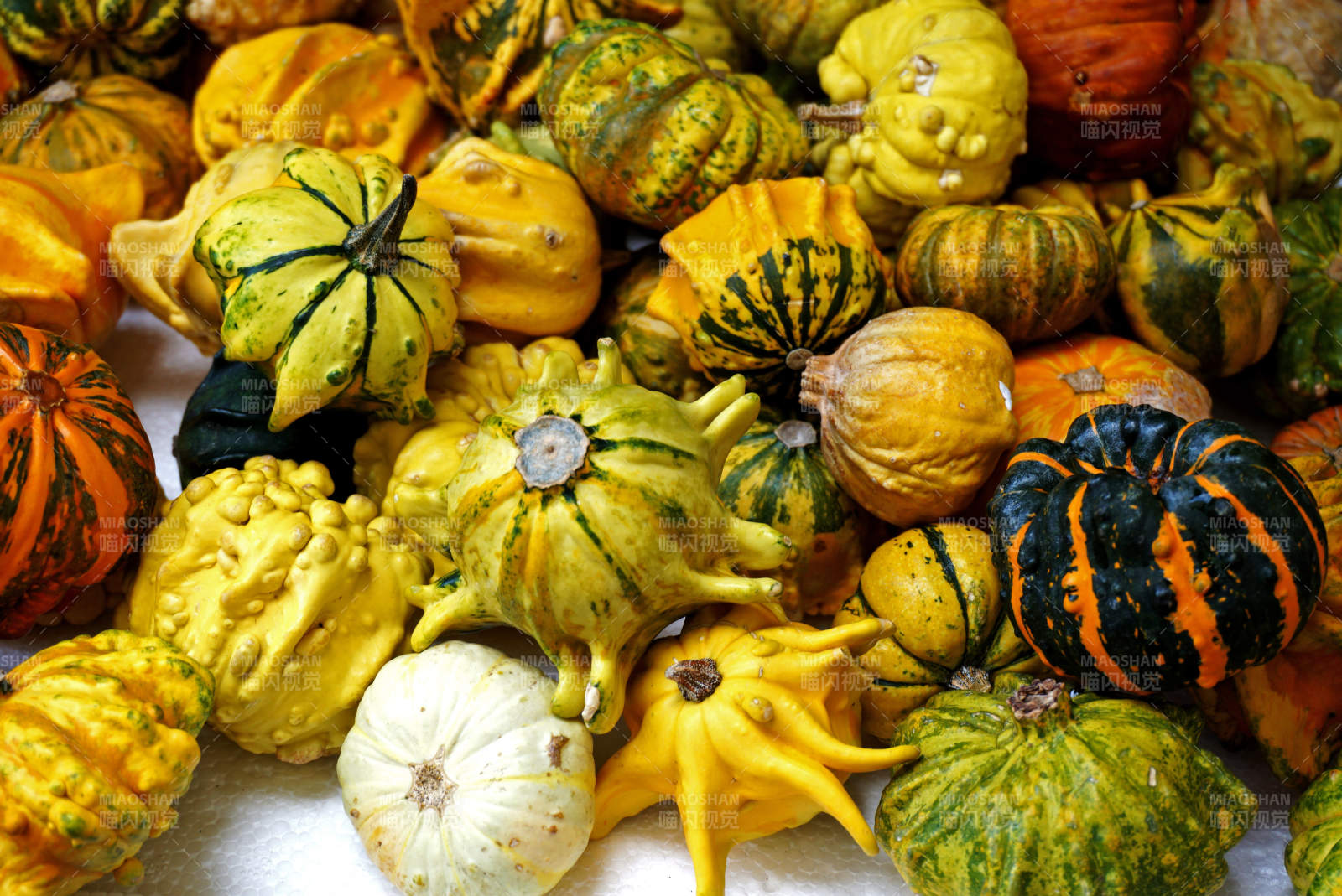 多彩南瓜大集合
