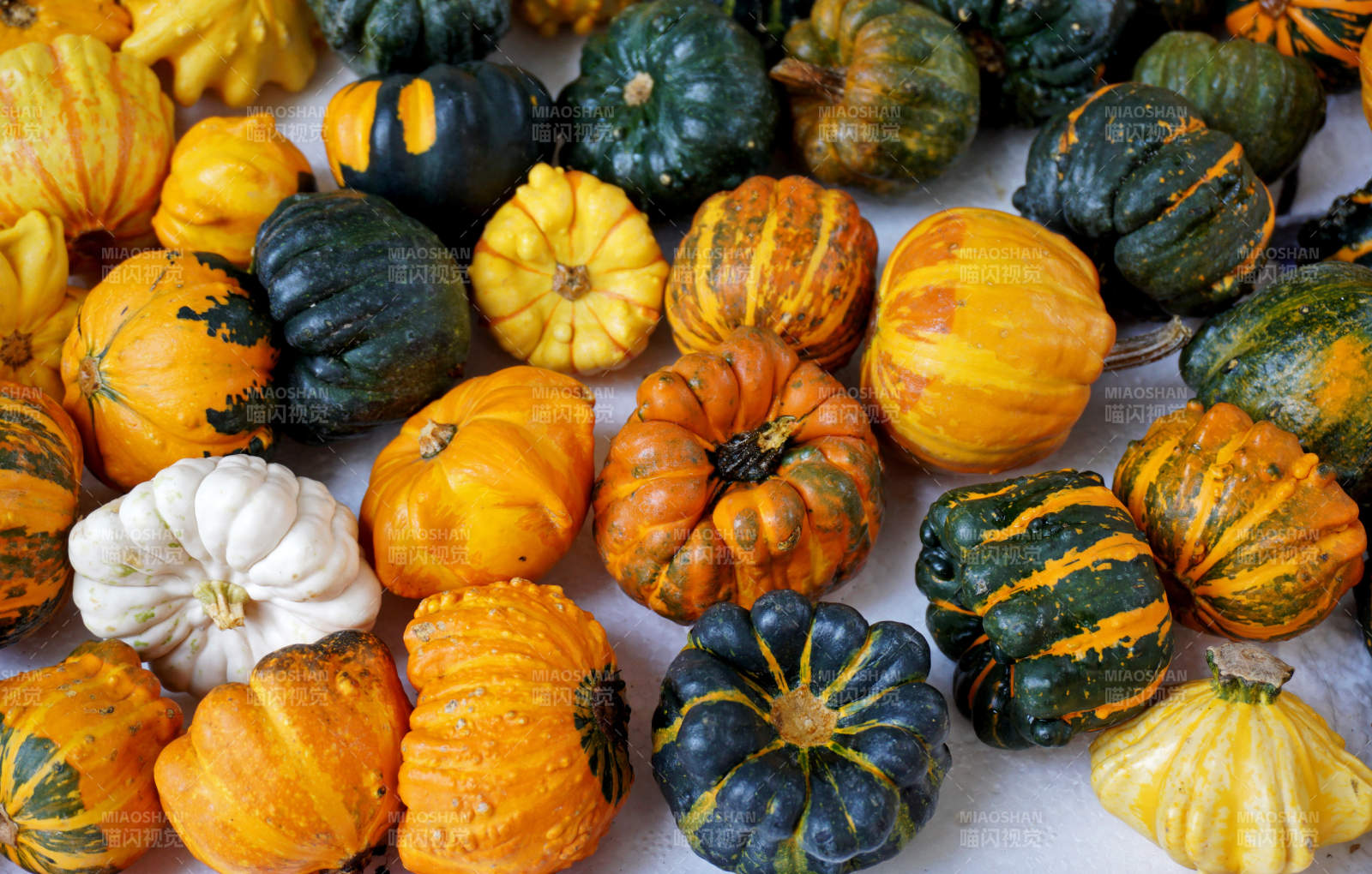 多彩南瓜展
