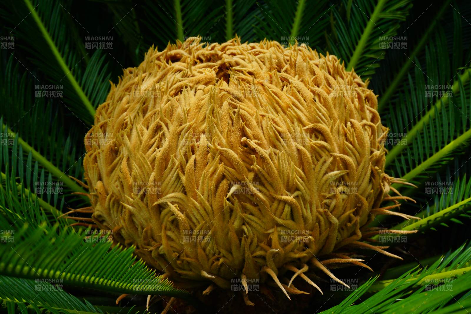 蘇鐵花綻放特寫