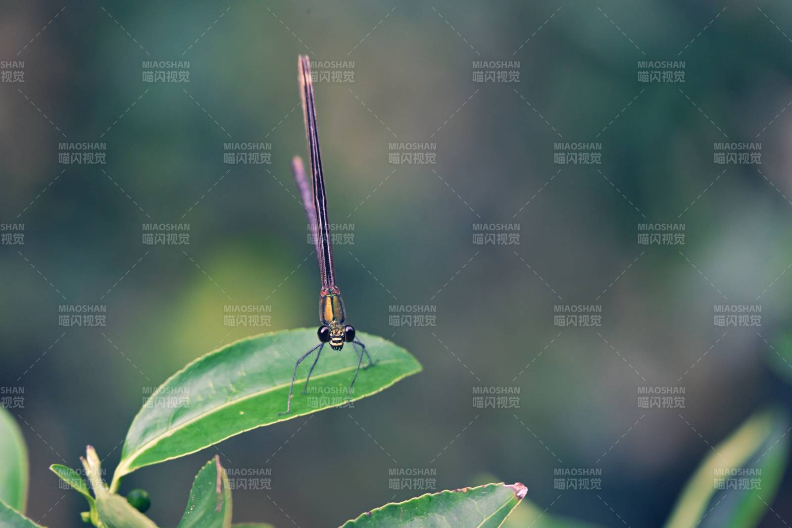 蜻蜓棲葉靜謐時
