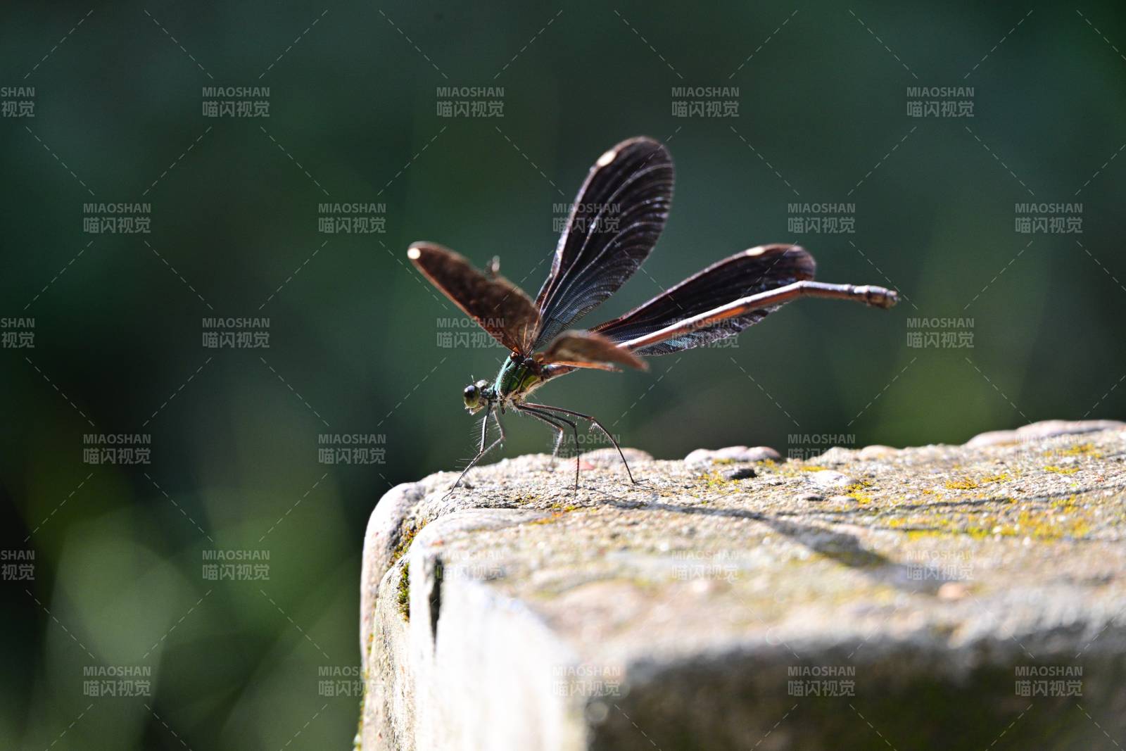 蜻蜓棲石 羽翼舒展