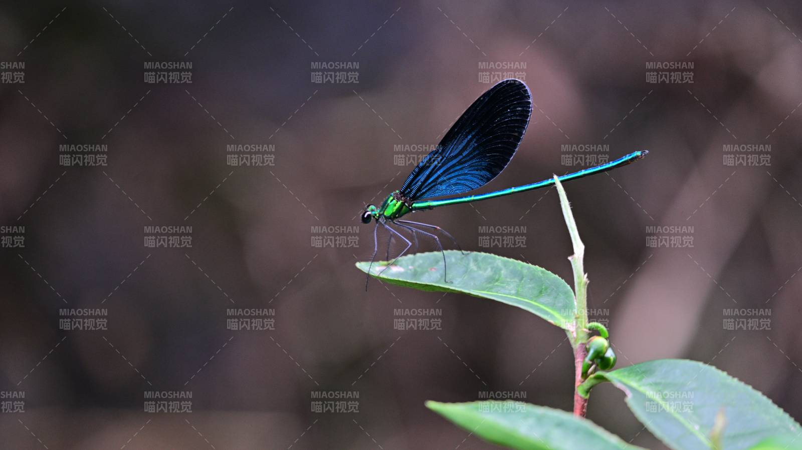 藍翅蜻蜓棲葉尖