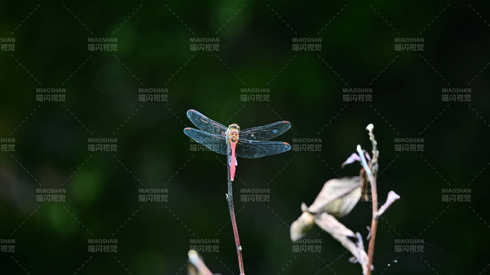 蜻蜓棲息枝頭