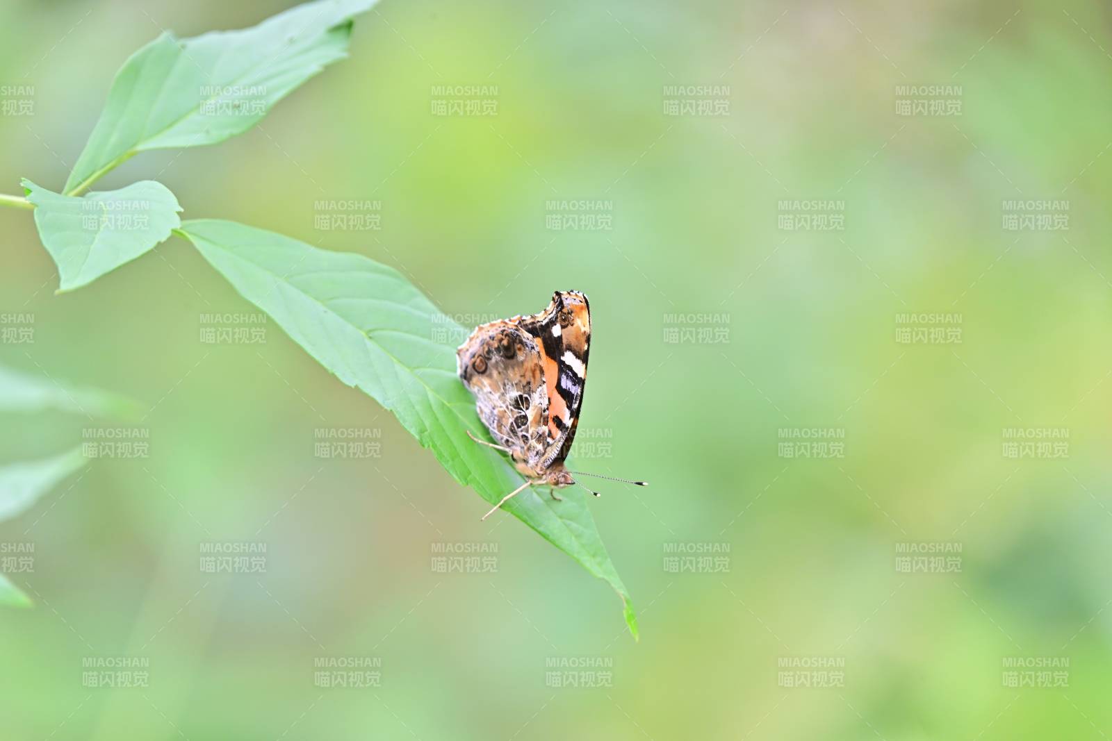 蝴蝶棲葉 靜謐自然