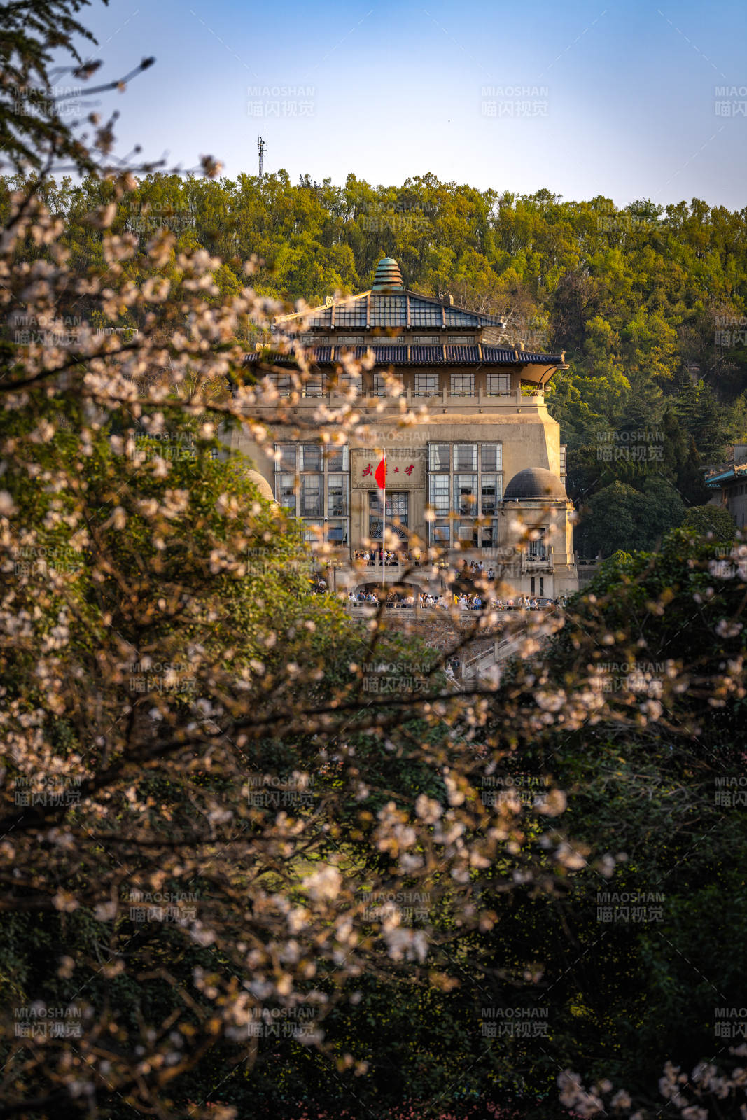 武漢大學櫻花