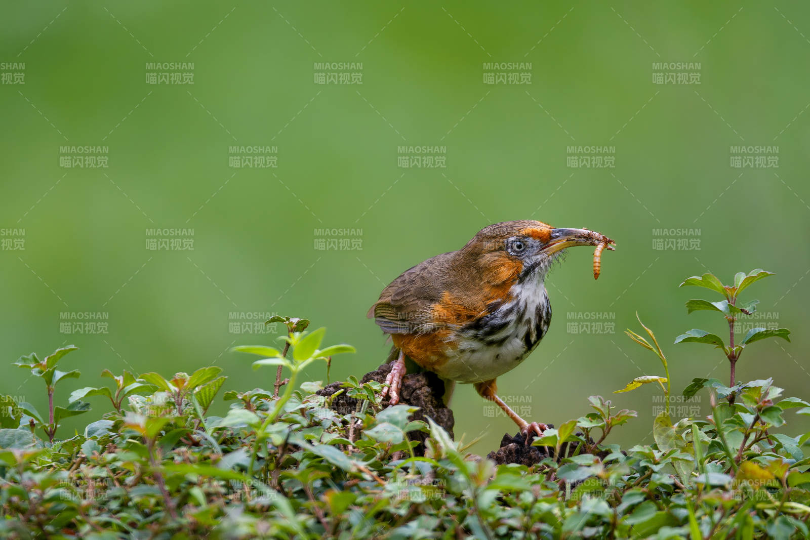 斑胸鉤嘴鹛銜蟲覓食
