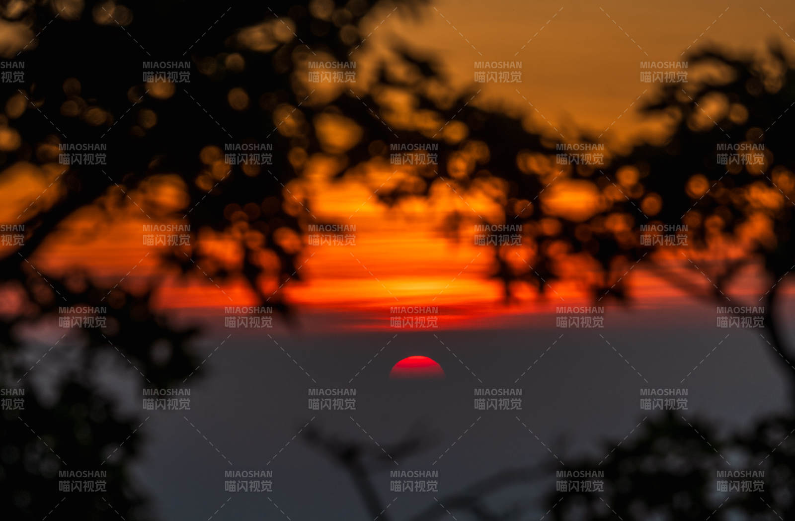 夕陽西下 樹影婆娑