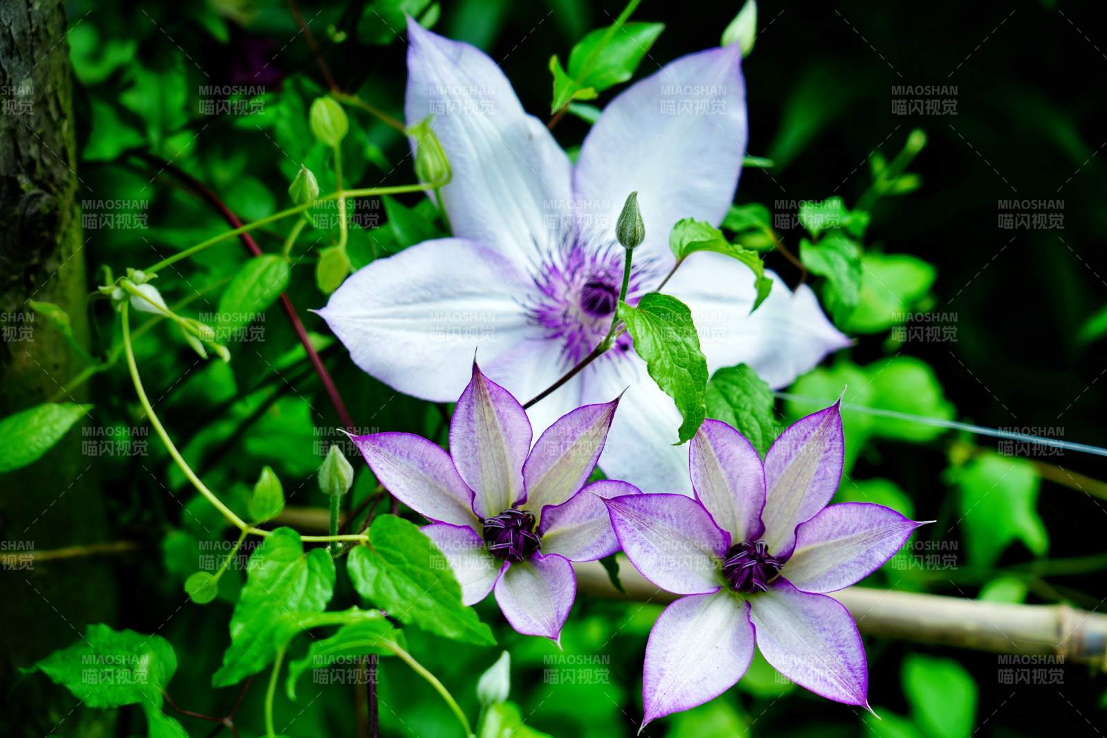紫白鐵線蓮綻放