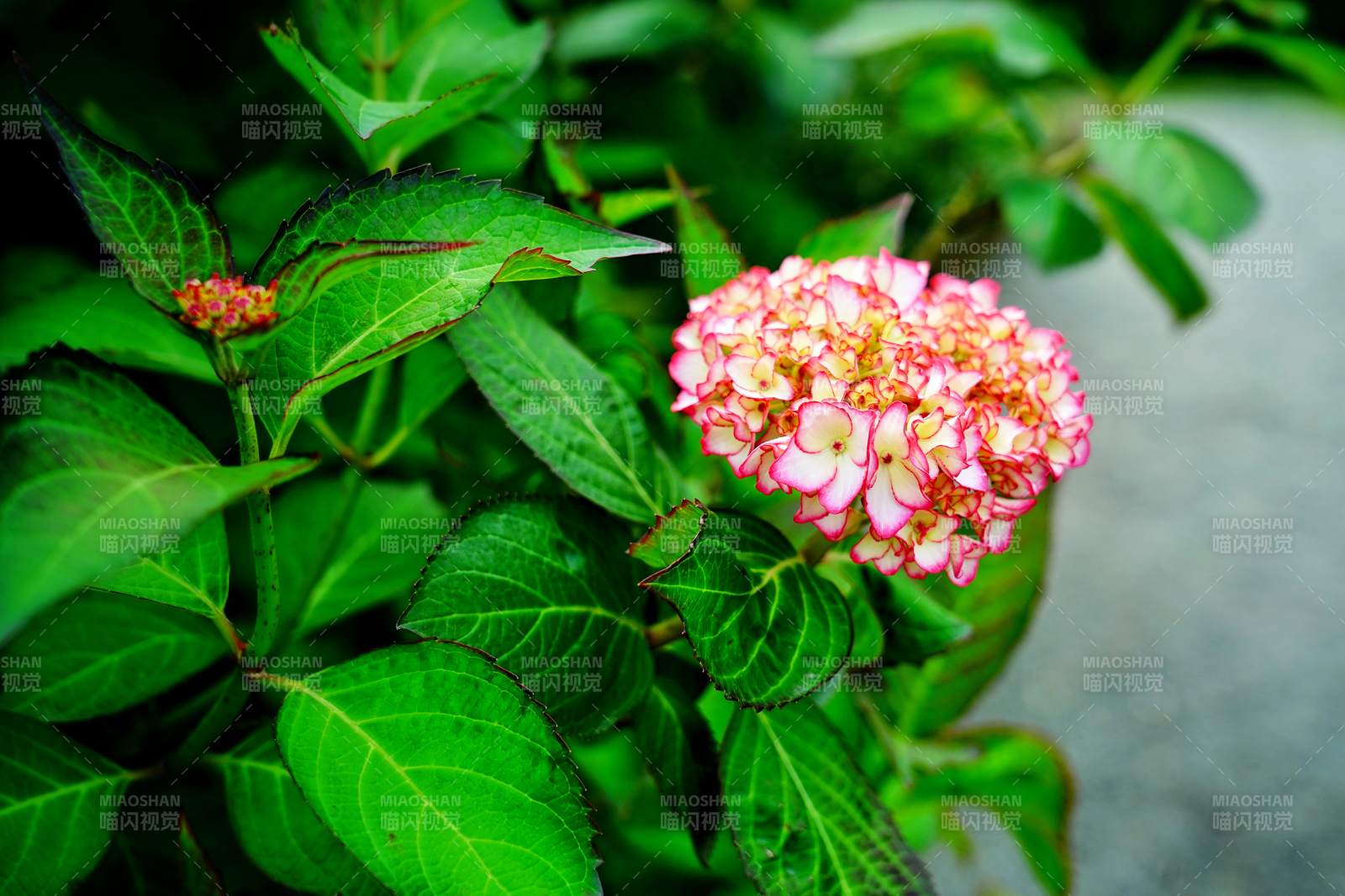 粉花綠葉相映成趣