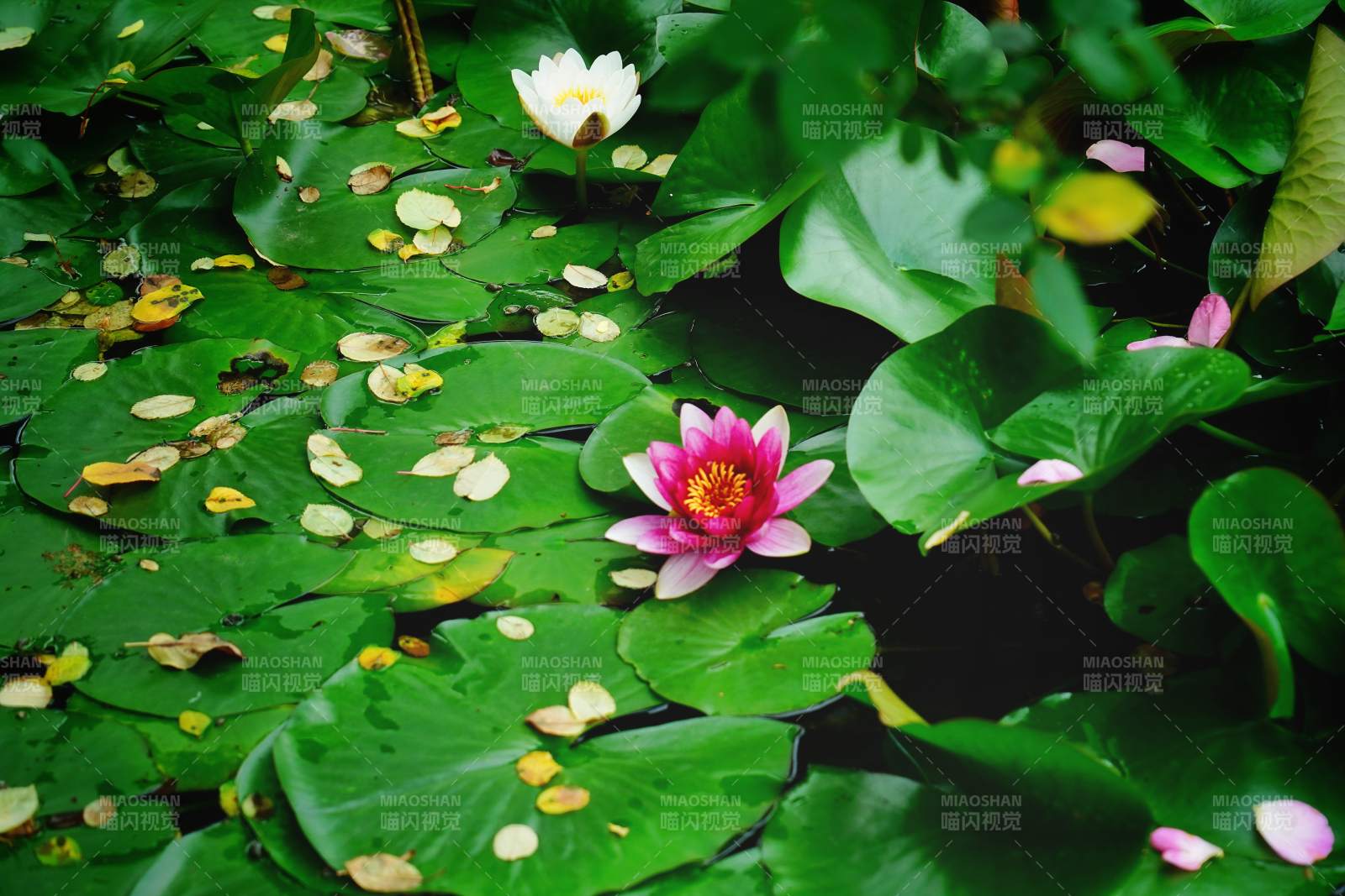 荷花映水綠葉間