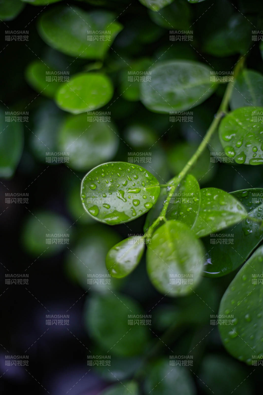 雨后綠葉晶瑩
