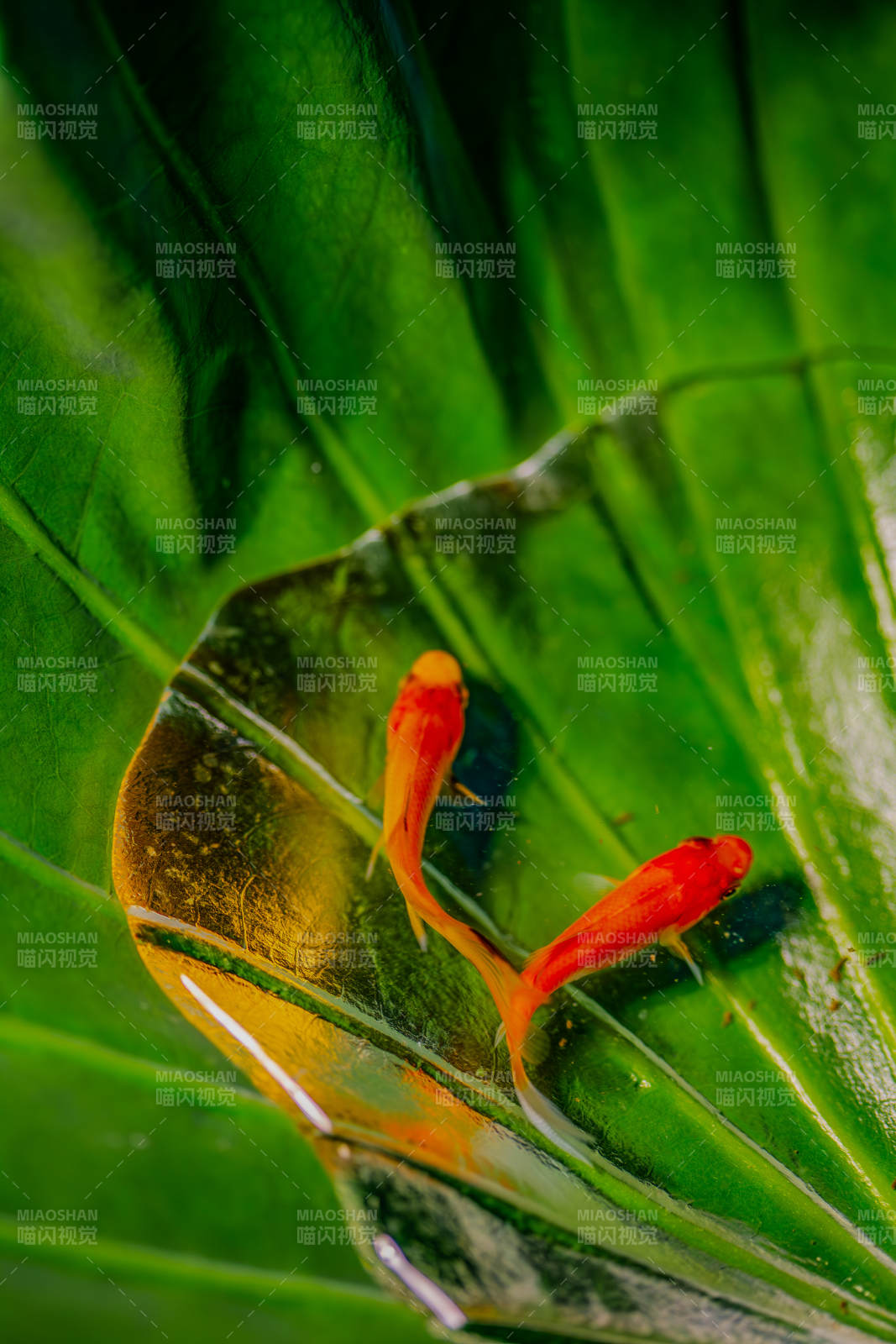 葉上金魚戲水
