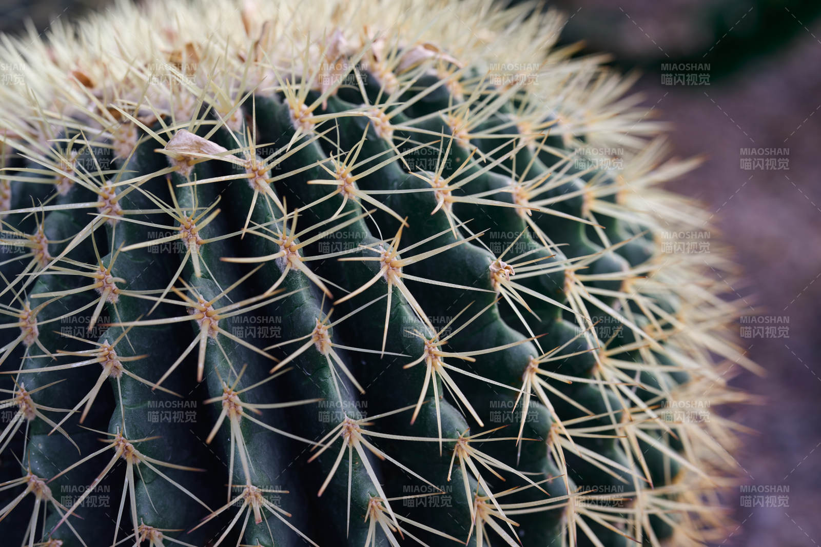 金琥仙人球特寫