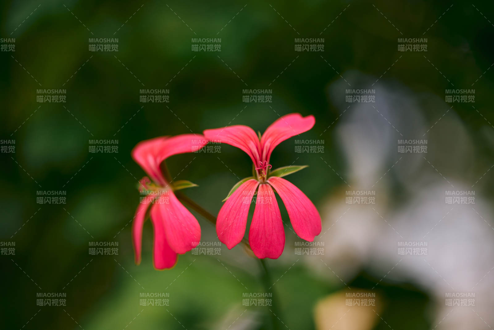 植物園紅花綻放