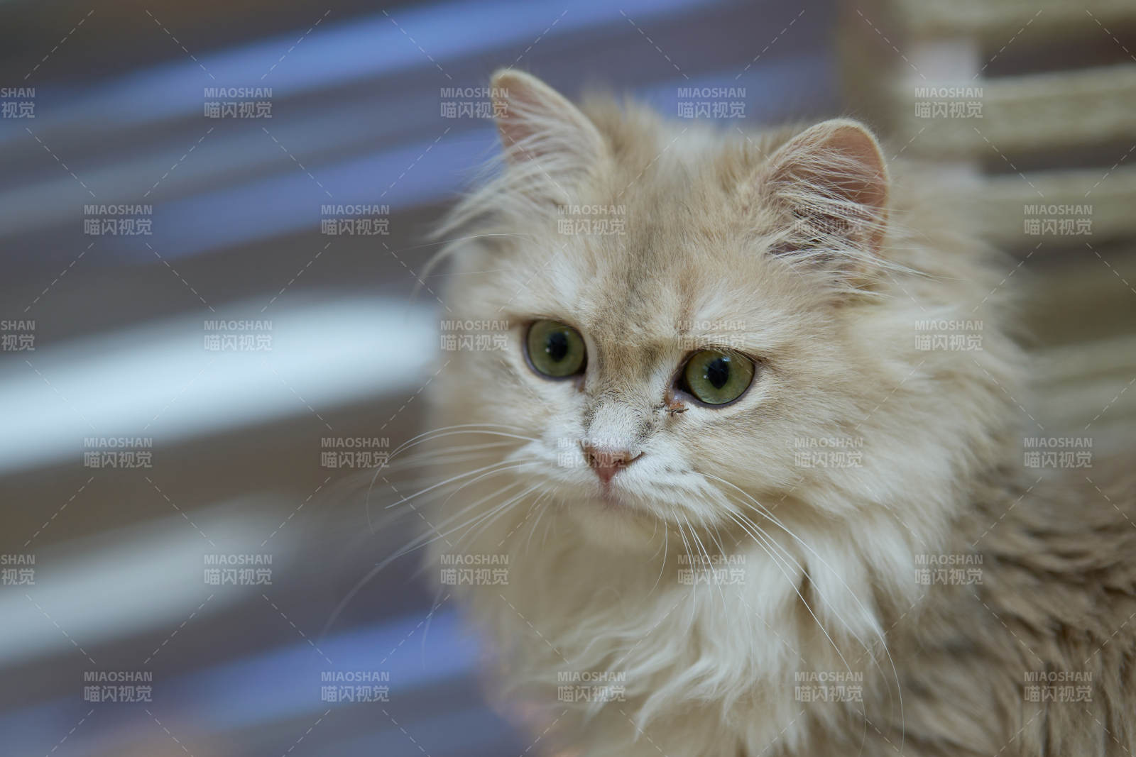 金毛貓咪凝視
