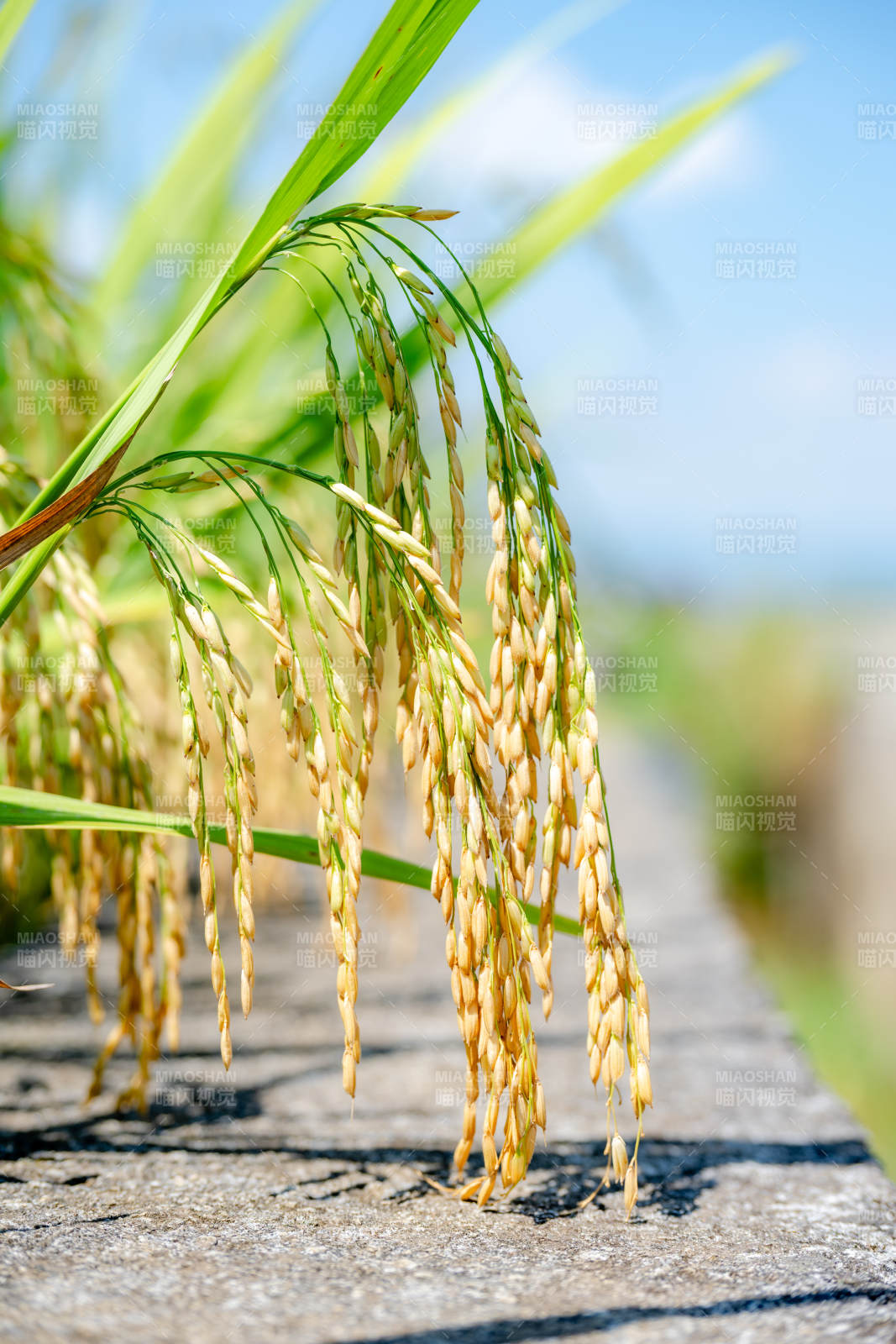 金稻垂穗迎風搖
