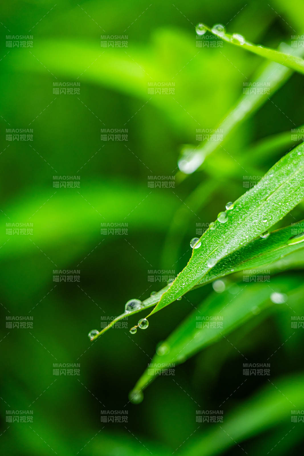 露珠輕綴綠葉尖