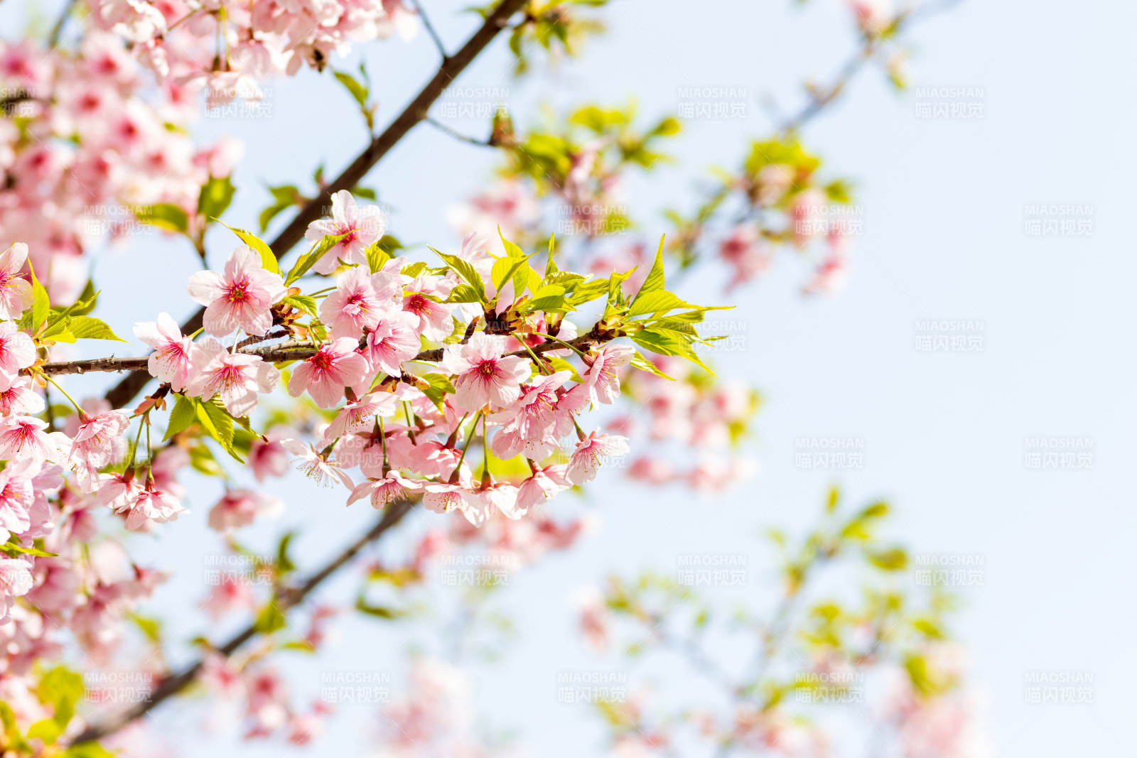櫻花綻放春日美景