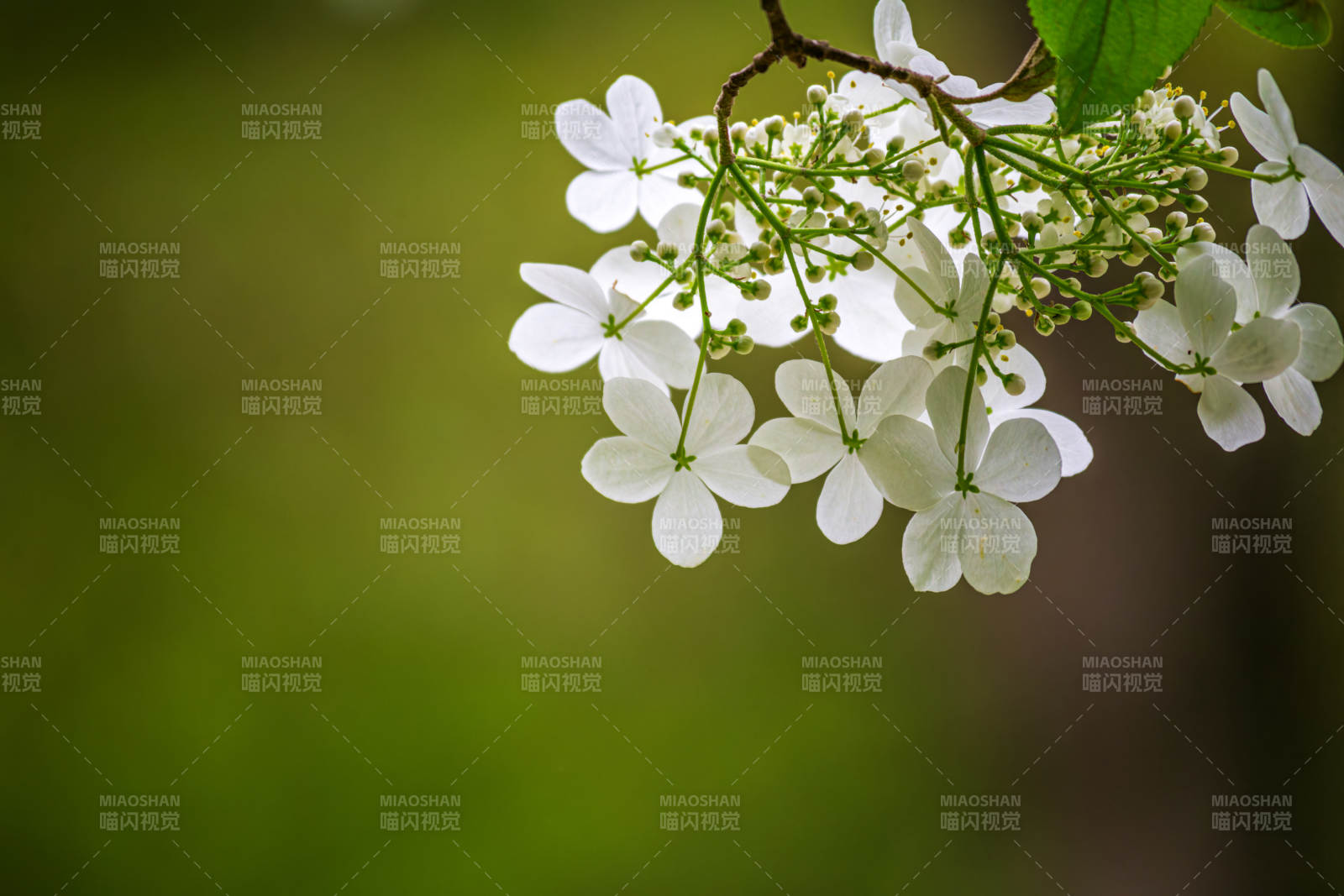 瓊花花簇迎風搖曳