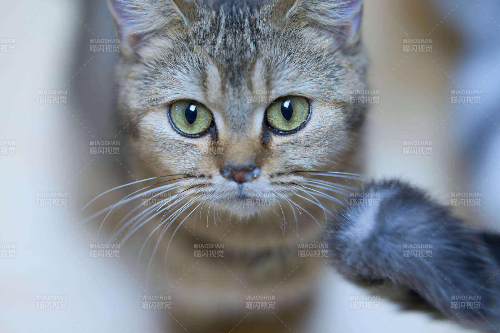 貓咪凝視鏡頭