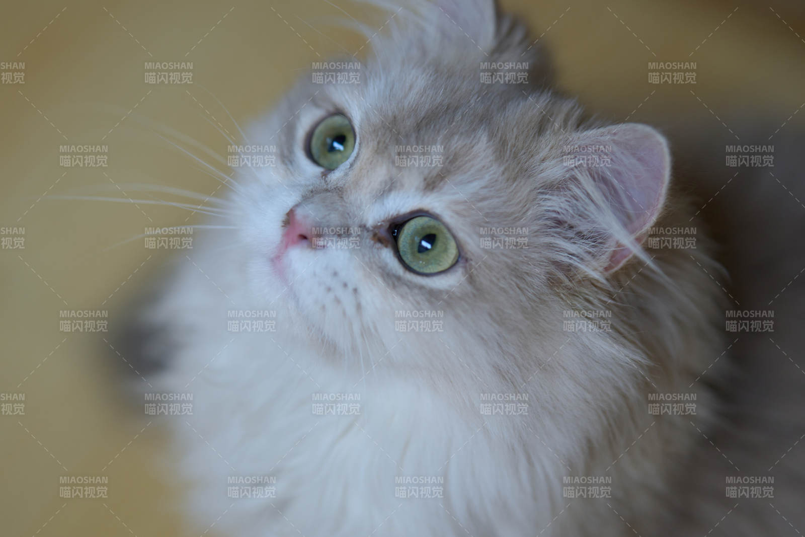 萌貓仰望