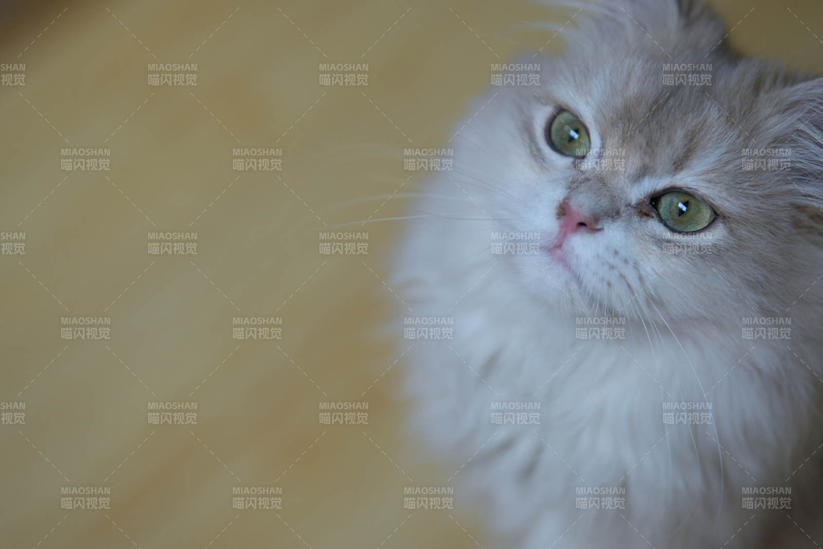 毛茸茸的貓咪凝視