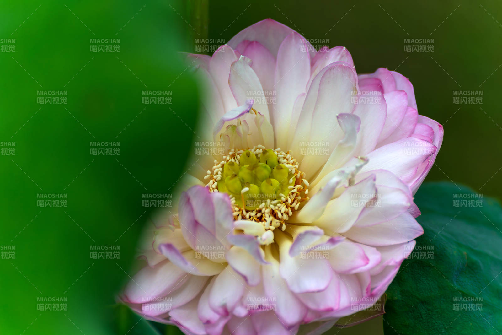 粉白菊花綻放