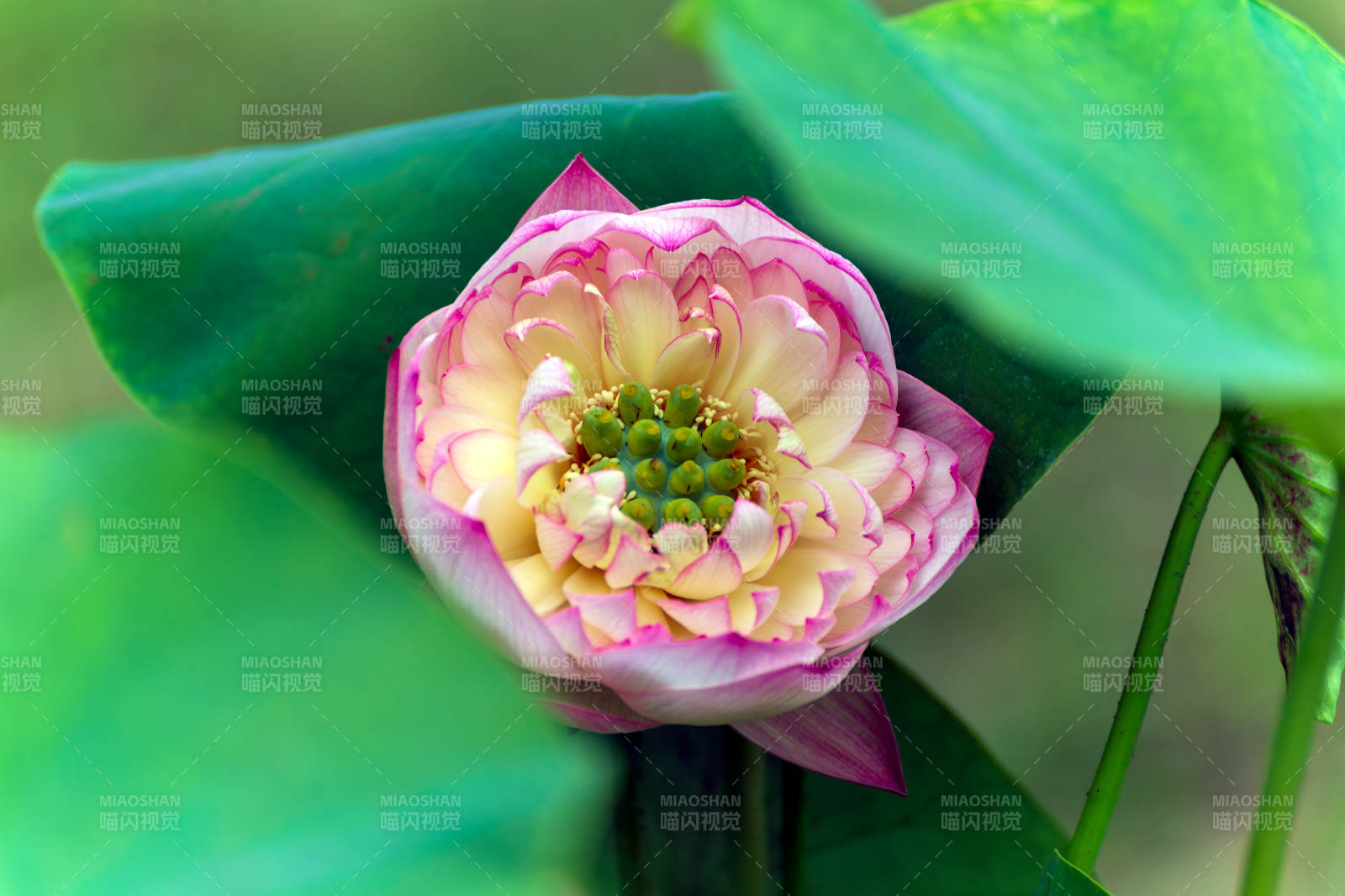 蓮花綻放 美不勝收