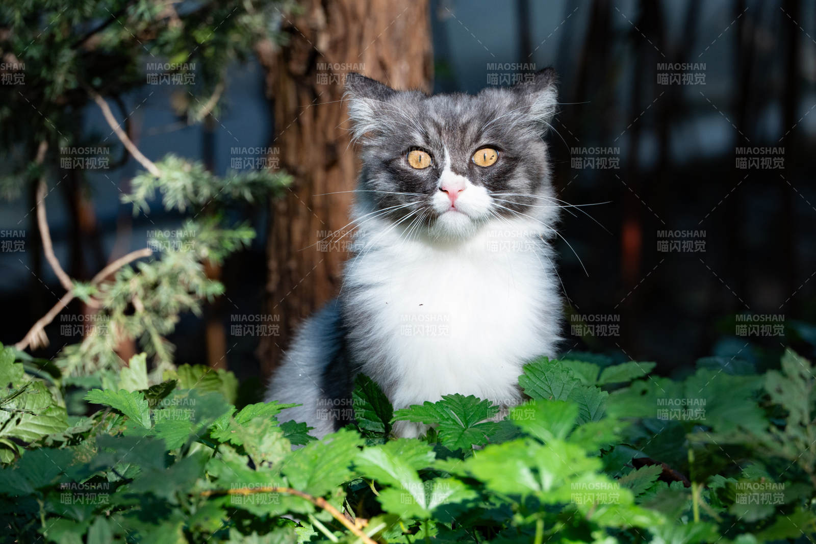 灰白貓在綠葉中