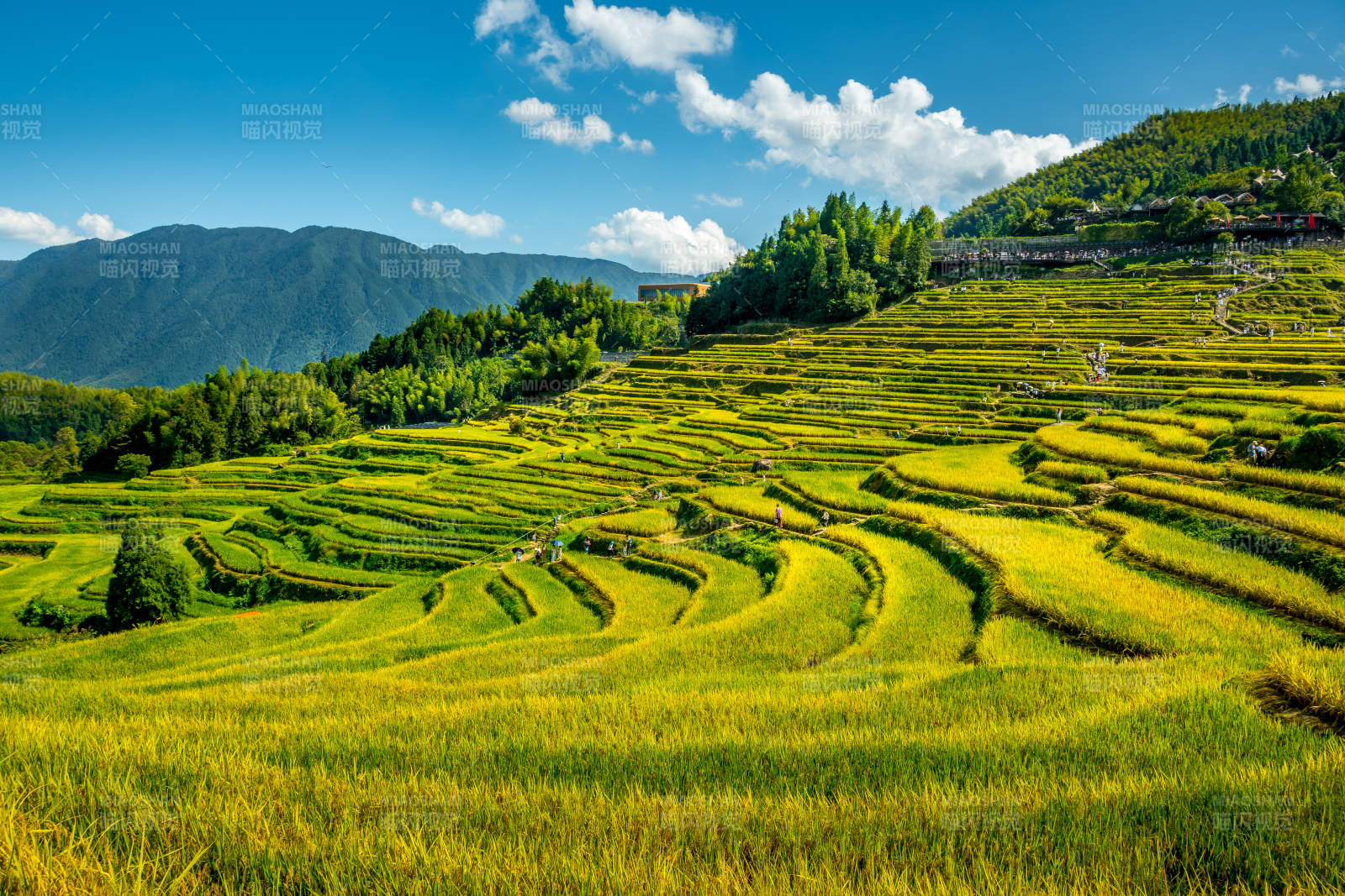 云和梯田金秋美景