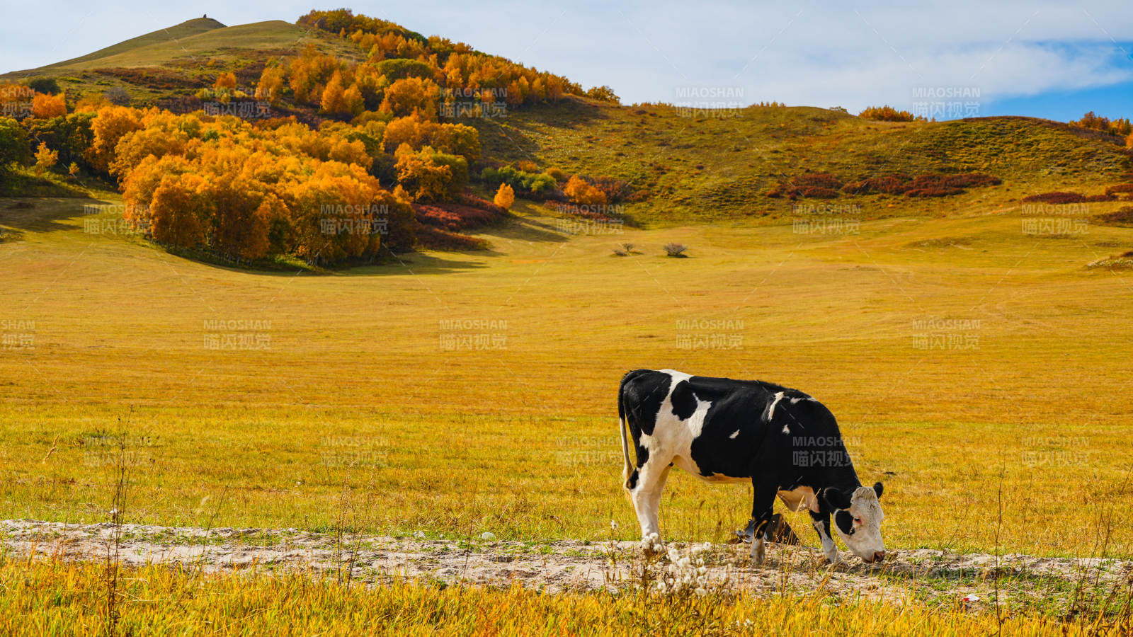 烏蘭布統秋野牧牛圖