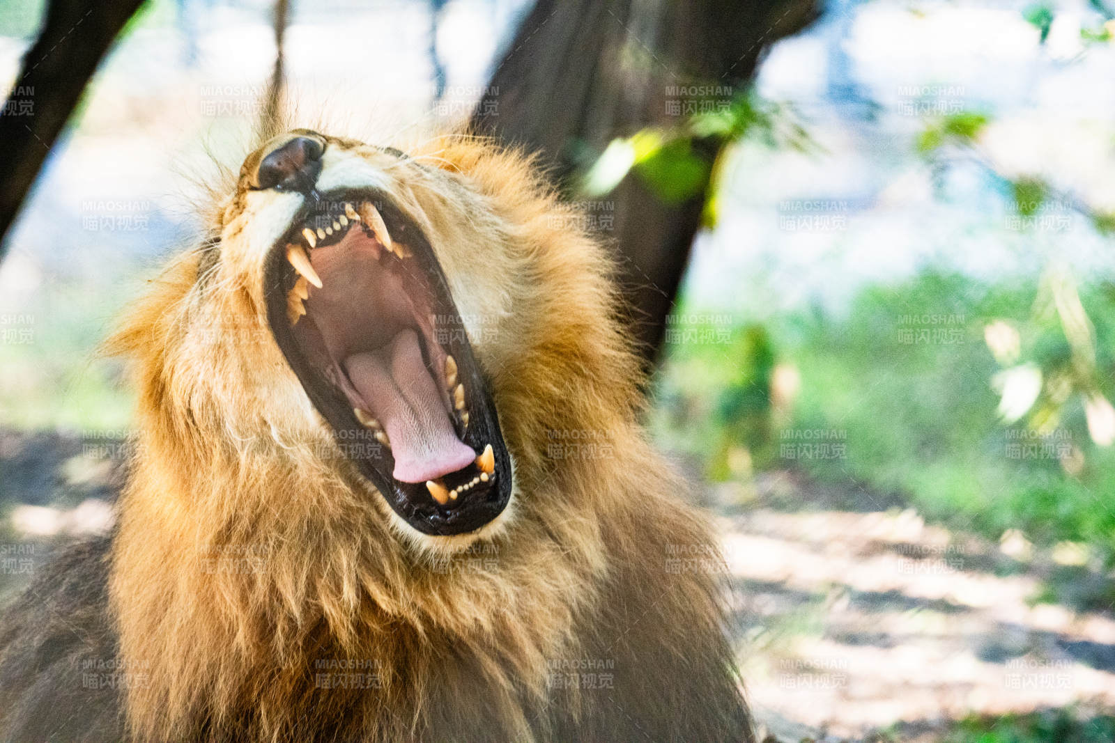 雄獅怒吼